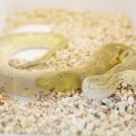 19.10.2025. Kielce. Targi Kielce. Exotic Fest / Fot. Wiktor Taszłow - Radio Kielce