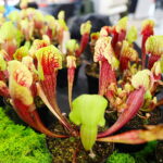 19.10.2025. Kielce. Targi Kielce. Exotic Fest / Fot. Wiktor Taszłow - Radio Kielce