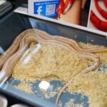 19.10.2025. Kielce. Targi Kielce. Exotic Fest / Fot. Wiktor Taszłow - Radio Kielce