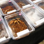 19.10.2025. Kielce. Targi Kielce. Exotic Fest / Fot. Wiktor Taszłow - Radio Kielce