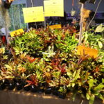 19.10.2025. Kielce. Targi Kielce. Exotic Fest / Fot. Wiktor Taszłow - Radio Kielce