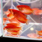 19.10.2025. Kielce. Targi Kielce. Exotic Fest / Fot. Wiktor Taszłow - Radio Kielce