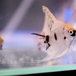 19.10.2025. Kielce. Targi Kielce. Exotic Fest / Fot. Wiktor Taszłow - Radio Kielce