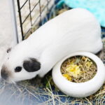 19.10.2025. Kielce. Targi Kielce. Exotic Fest / Fot. Wiktor Taszłow - Radio Kielce