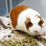 19.10.2025. Kielce. Targi Kielce. Exotic Fest / Fot. Wiktor Taszłow - Radio Kielce