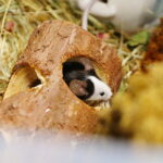 19.10.2025. Kielce. Targi Kielce. Exotic Fest / Fot. Wiktor Taszłow - Radio Kielce