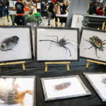 19.10.2025. Kielce. Targi Kielce. Exotic Fest / Fot. Wiktor Taszłow - Radio Kielce