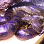 19.10.2025. Kielce. Targi Kielce. Exotic Fest / Fot. Wiktor Taszłow - Radio Kielce