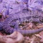 19.10.2025. Kielce. Targi Kielce. Exotic Fest / Fot. Wiktor Taszłow - Radio Kielce