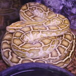 19.10.2025. Kielce. Targi Kielce. Exotic Fest / Fot. Wiktor Taszłow - Radio Kielce