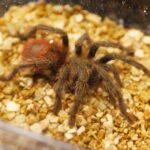 19.10.2025. Kielce. Targi Kielce. Exotic Fest / Fot. Wiktor Taszłow - Radio Kielce