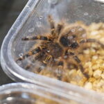 19.10.2025. Kielce. Targi Kielce. Exotic Fest / Fot. Wiktor Taszłow - Radio Kielce