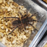 19.10.2025. Kielce. Targi Kielce. Exotic Fest / Fot. Wiktor Taszłow - Radio Kielce