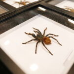 19.10.2025. Kielce. Targi Kielce. Exotic Fest / Fot. Wiktor Taszłow - Radio Kielce