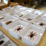 19.10.2025. Kielce. Targi Kielce. Exotic Fest / Fot. Wiktor Taszłow - Radio Kielce