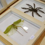 19.10.2025. Kielce. Targi Kielce. Exotic Fest / Fot. Wiktor Taszłow - Radio Kielce