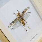 19.10.2025. Kielce. Targi Kielce. Exotic Fest / Fot. Wiktor Taszłow - Radio Kielce