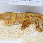 19.10.2025. Kielce. Targi Kielce. Exotic Fest / Fot. Wiktor Taszłow - Radio Kielce