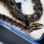 19.10.2025. Kielce. Targi Kielce. Exotic Fest / Fot. Wiktor Taszłow - Radio Kielce