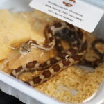 19.10.2025. Kielce. Targi Kielce. Exotic Fest / Fot. Wiktor Taszłow - Radio Kielce