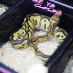 19.10.2025. Kielce. Targi Kielce. Exotic Fest / Fot. Wiktor Taszłow - Radio Kielce