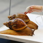 19.10.2025. Kielce. Targi Kielce. Exotic Fest / Fot. Wiktor Taszłow - Radio Kielce