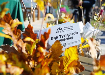 21.10.2025. Zagnańsk. Akcja "Tysiąc dębów na Tysiąclecie" / Fot. Wiktor Taszłow - Radio Kielce