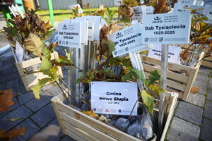 21.10.2025. Zagnańsk. Akcja "Tysiąc dębów na Tysiąclecie" / Fot. Wiktor Taszłow - Radio Kielce