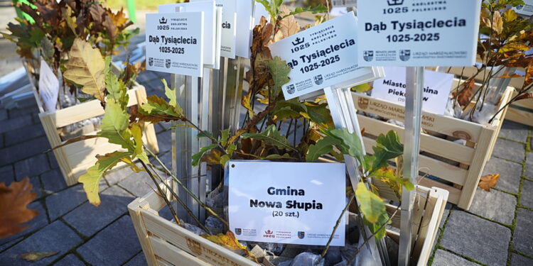„Bartusie” pojechały w Polskę. Tysiąc dębów dla przyszłych pokoleń