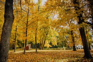 Park przy zabytkowym pałacu Kołłątajów w Wiśniowej / źródło: Urząd Miasta w Staszowie