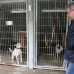 Zbiórki potrzebne, ale jeszcze bardziej adopcja - Radio Kielce