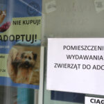 Zbiórki potrzebne, ale jeszcze bardziej adopcja - Radio Kielce