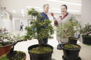 Jak rysować mangę i uprawiać drzewko bonsai? - Radio Kielce Jak rysować mangę i uprawiać drzewko bonsai? - Radio Kielce