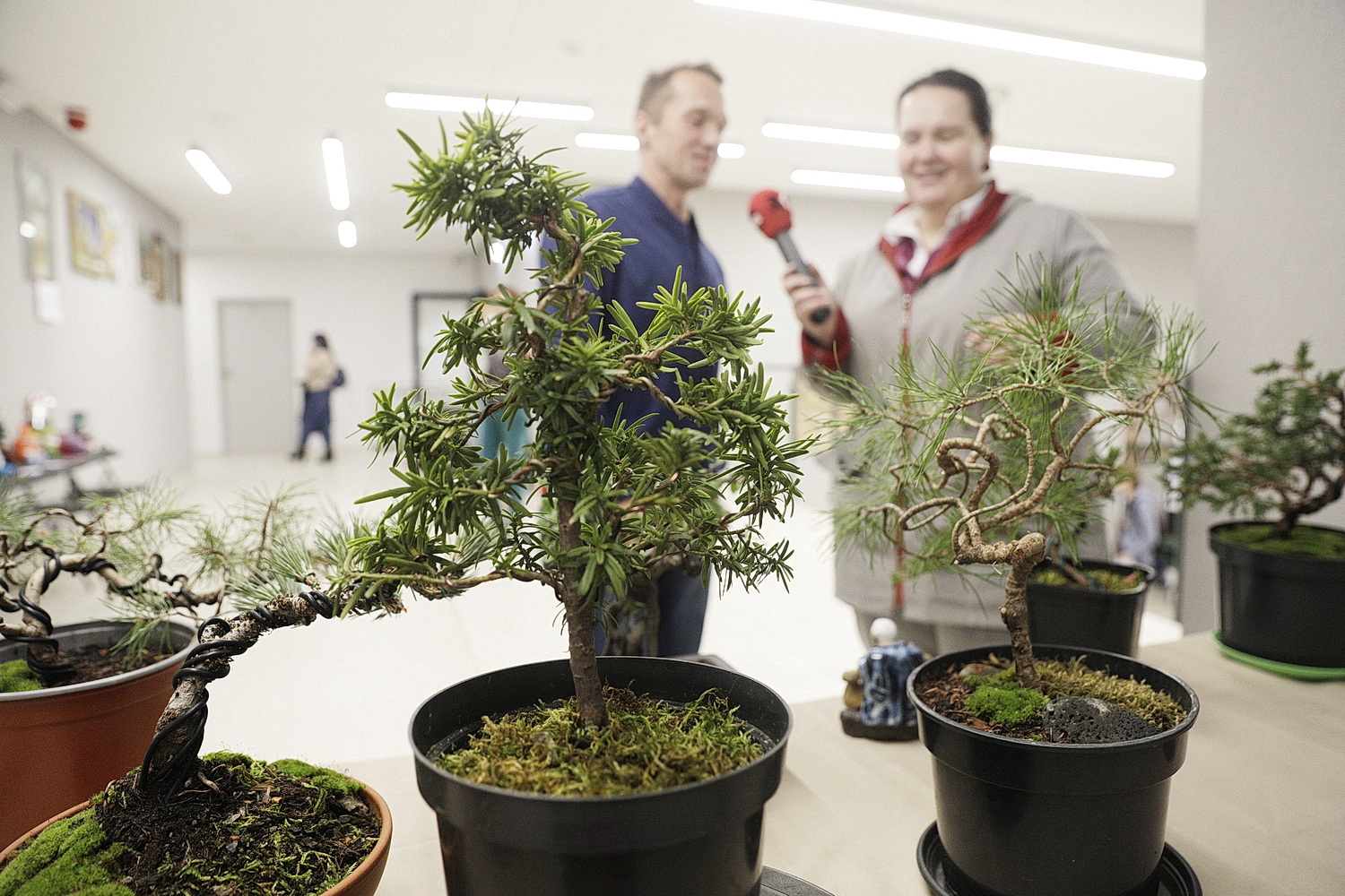 Jak rysować mangę i uprawiać drzewko bonsai?