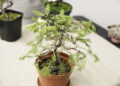 Jak rysować mangę i uprawiać drzewko bonsai? - Radio Kielce Jak rysować mangę i uprawiać drzewko bonsai?