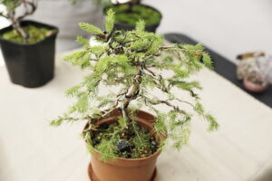 Jak rysować mangę i uprawiać drzewko bonsai? - Radio Kielce Jak rysować mangę i uprawiać drzewko bonsai?