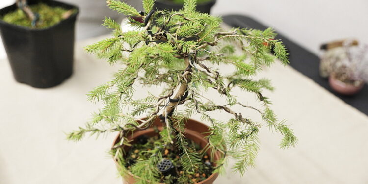 Jak rysować mangę i uprawiać drzewko bonsai? - Radio Kielce Jak rysować mangę i uprawiać drzewko bonsai?