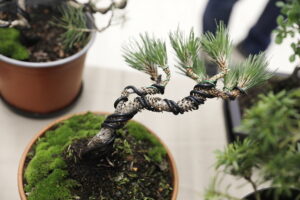 Jak rysować mangę i uprawiać drzewko bonsai? - Radio Kielce Jak rysować mangę i uprawiać drzewko bonsai? - Radio Kielce