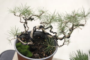 Jak rysować mangę i uprawiać drzewko bonsai? - Radio Kielce Jak rysować mangę i uprawiać drzewko bonsai? - Radio Kielce