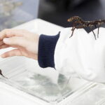 Kielce. Targi Dragon Expo