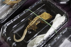 Kielce. Targi Dragon Expo - Radio Kielce