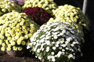 Kielczanie sprzątają groby bliskich. Nekropolie pełne ludzi - Radio Kielce 31.10.2025. Kielce. Sprzątanie grobów przed dniem Wszystkich Świętych / Fot. Jarosław Kubalski - Radio Kielce
