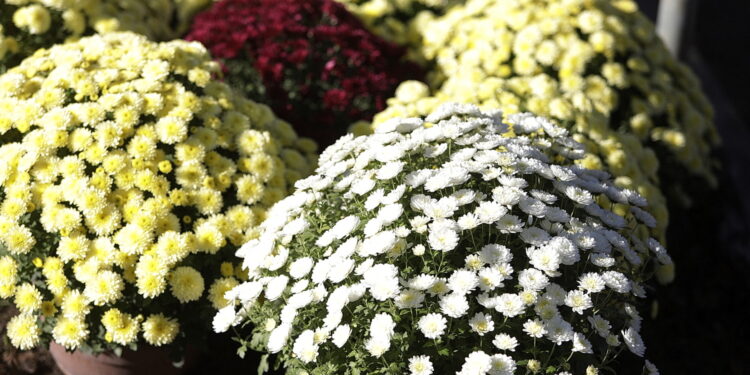 31.10.2025. Kielce. Sprzątanie grobów przed dniem Wszystkich Świętych / Fot. Jarosław Kubalski - Radio Kielce