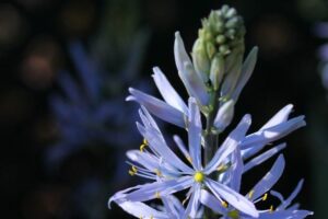 Kamasja – mało znana, ale polecana na rabaty - Radio Kielce Kamasja – mało znana, ale polecana na rabaty