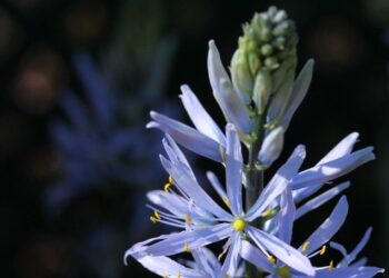 Kamasja – mało znana, ale polecana na rabaty