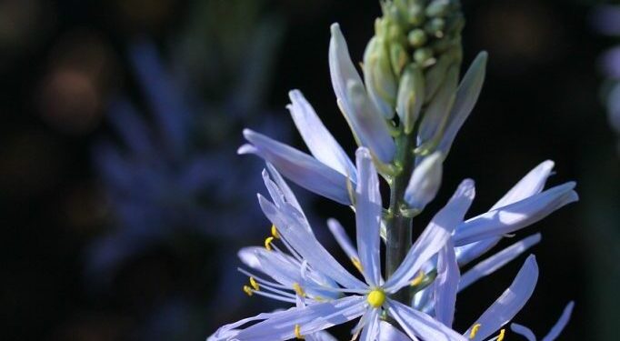 Kamasja – mało znana, ale polecana na rabaty - Radio Kielce Kamasja – mało znana, ale polecana na rabaty