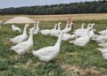 Bioasekuracja drobiu ważna na co dzień