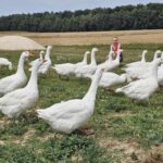 Bioasekuracja drobiu ważna na co dzień