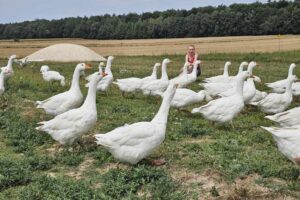 Bioasekuracja drobiu ważna na co dzień