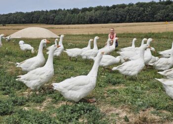 Bioasekuracja drobiu ważna na co dzień